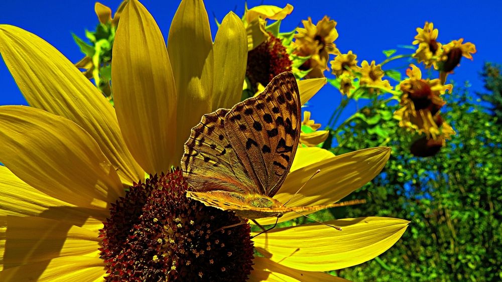 Бабочка наа подсолнухе