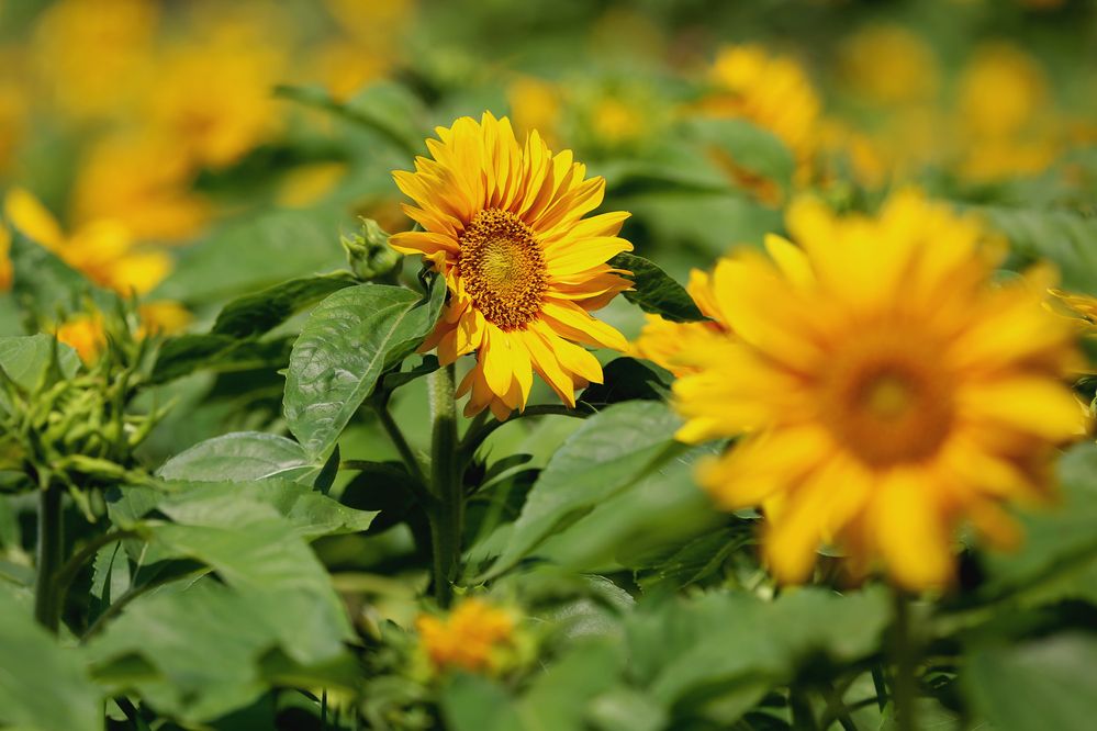 Фотография автора Попова Елена