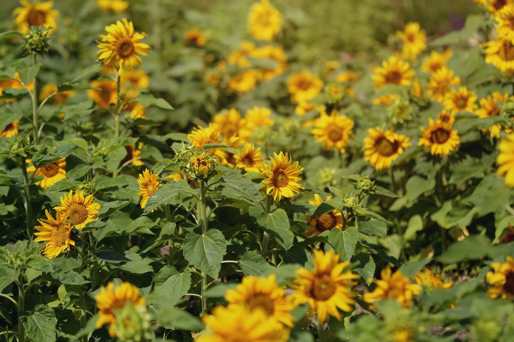 Фотография автора Попова Елена