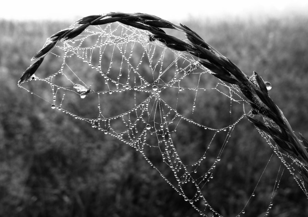 Рассветные кружева