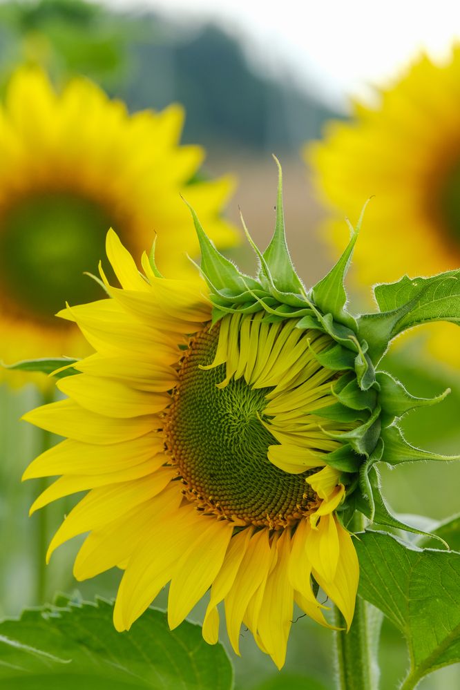 Фотография автора Александр Высоцкий