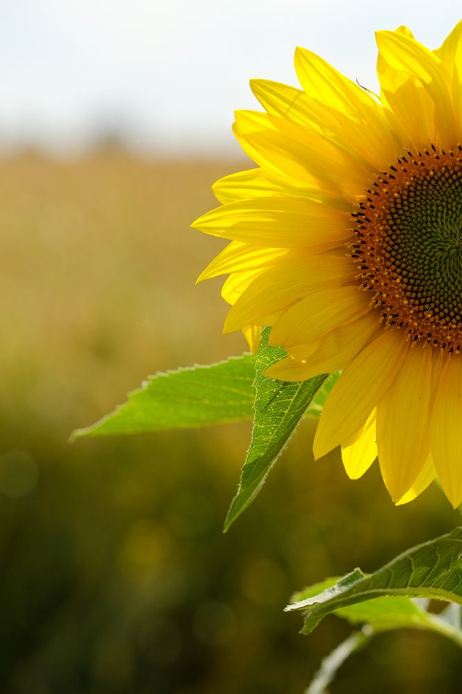 Фотография автора Александр Высоцкий