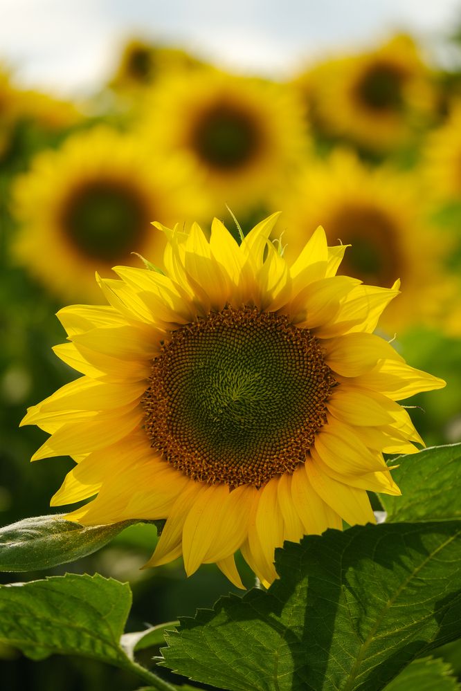 Фотография автора Александр Высоцкий