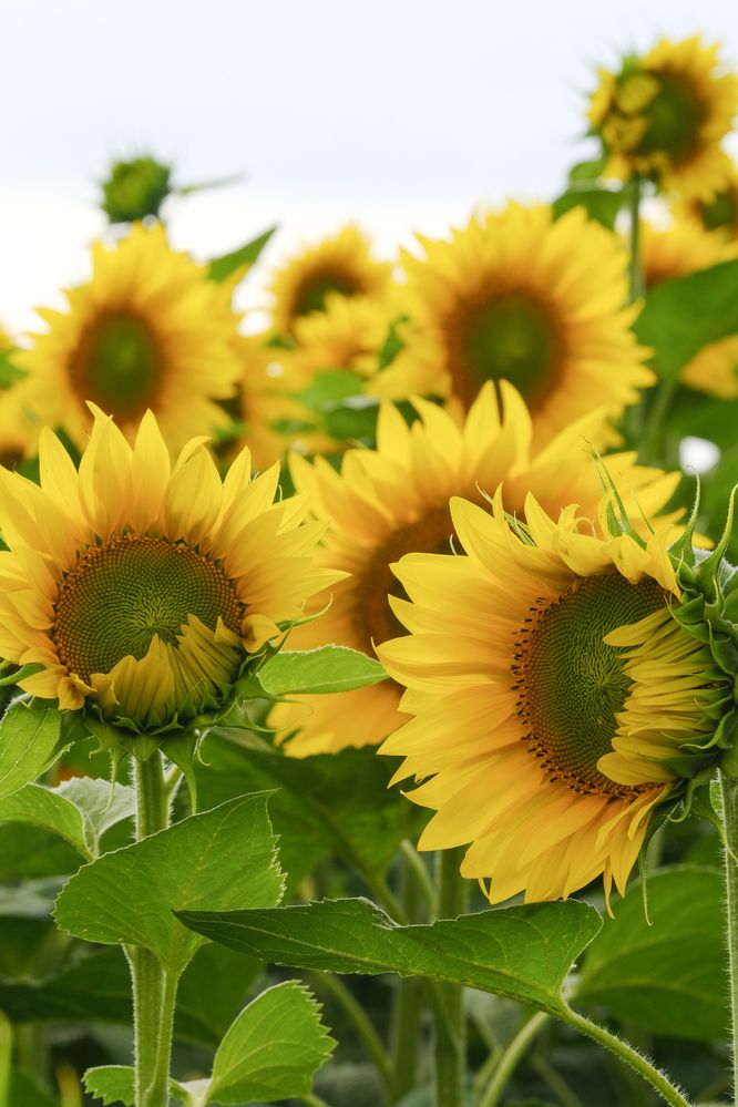 Фотография автора Александр Высоцкий