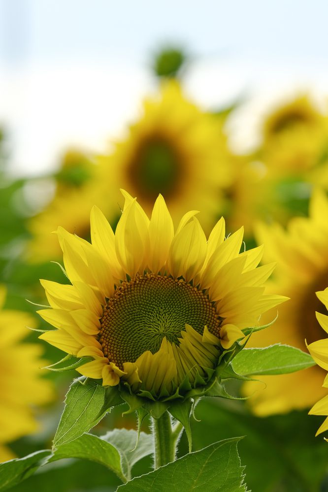 Фотография автора Александр Высоцкий