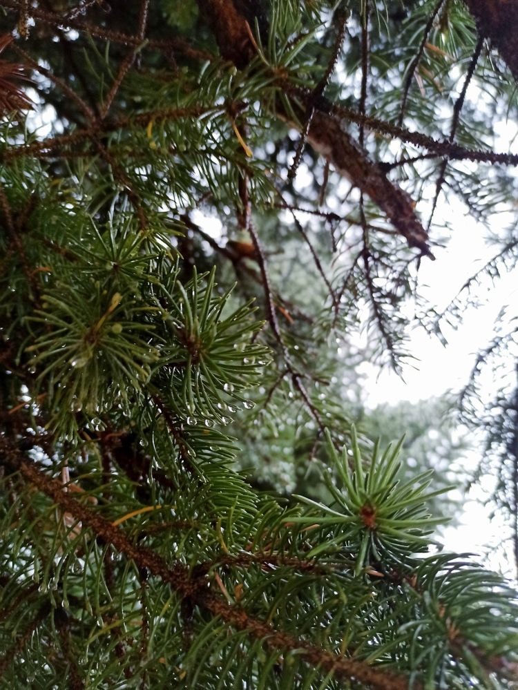 Photograph by Игорь Максимов