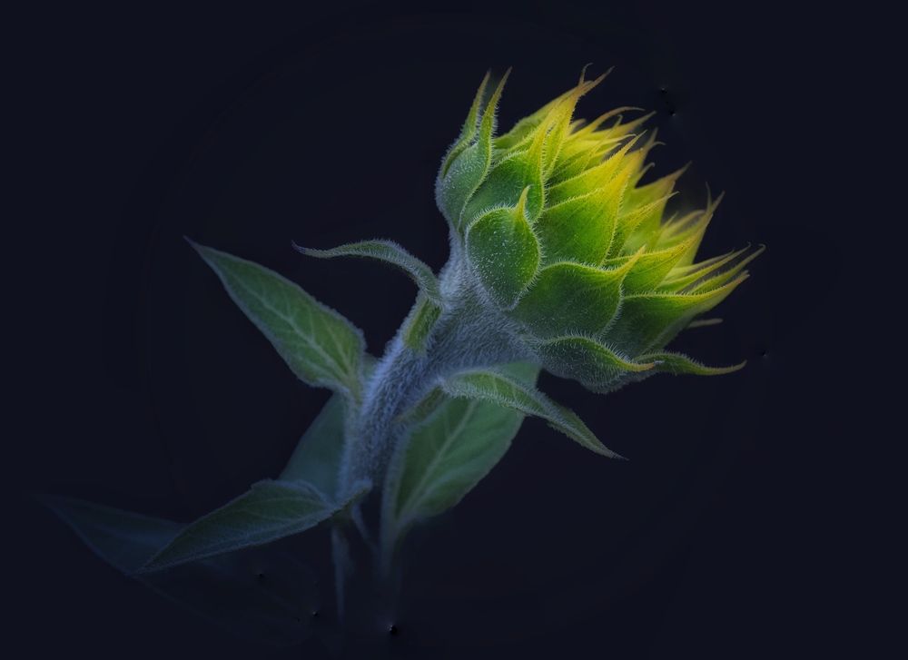 Photograph by Andreas Lundmark