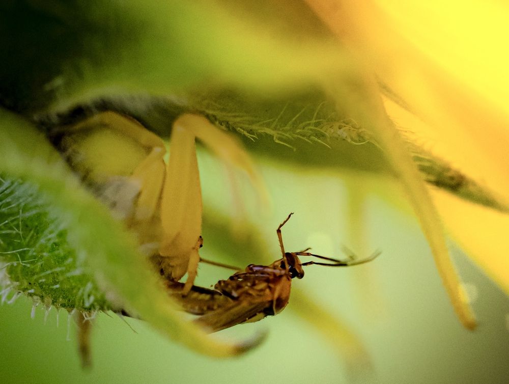 Inside the Sunflower