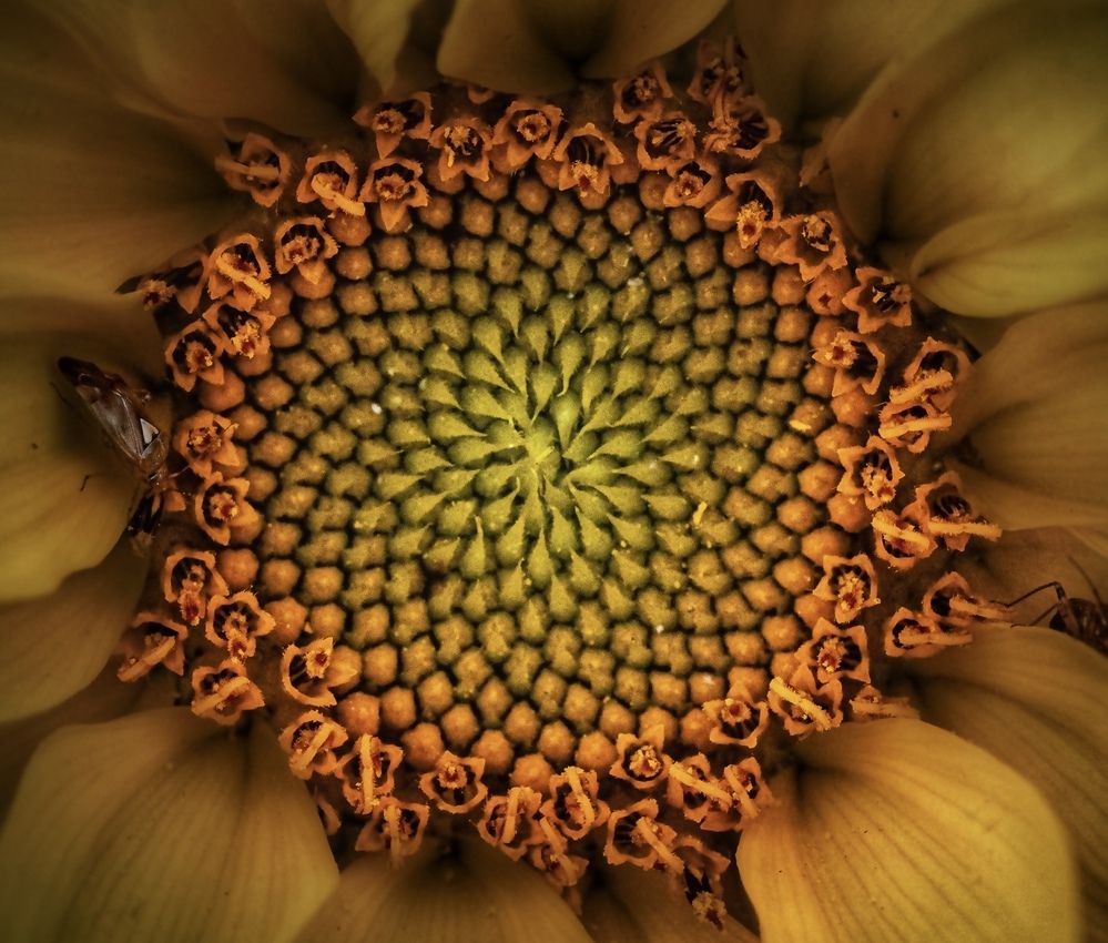 Photograph by Andreas Lundmark