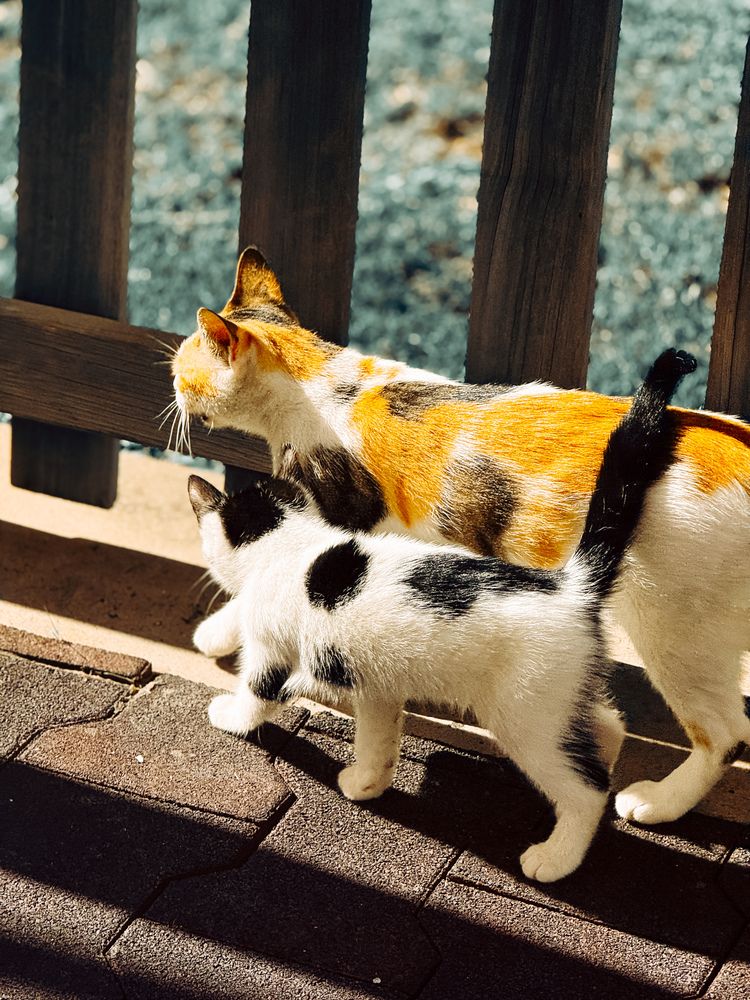 Фотография автора Екатерина Стешенко