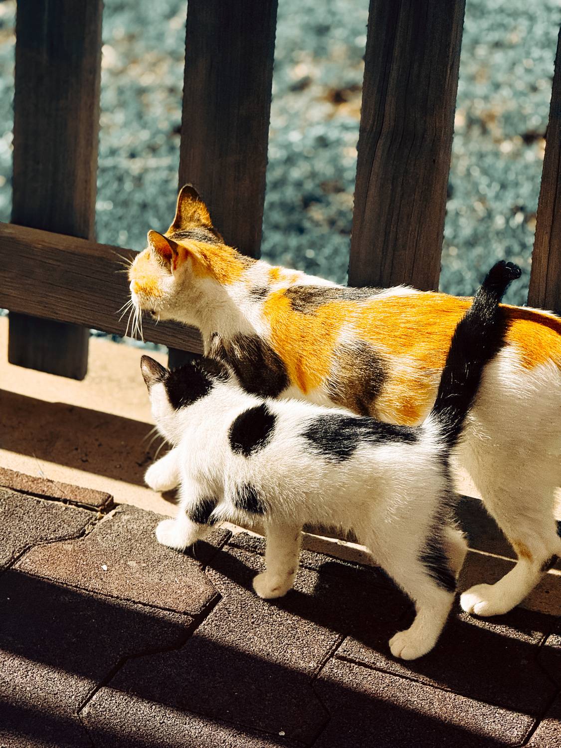 Фотография #12593741