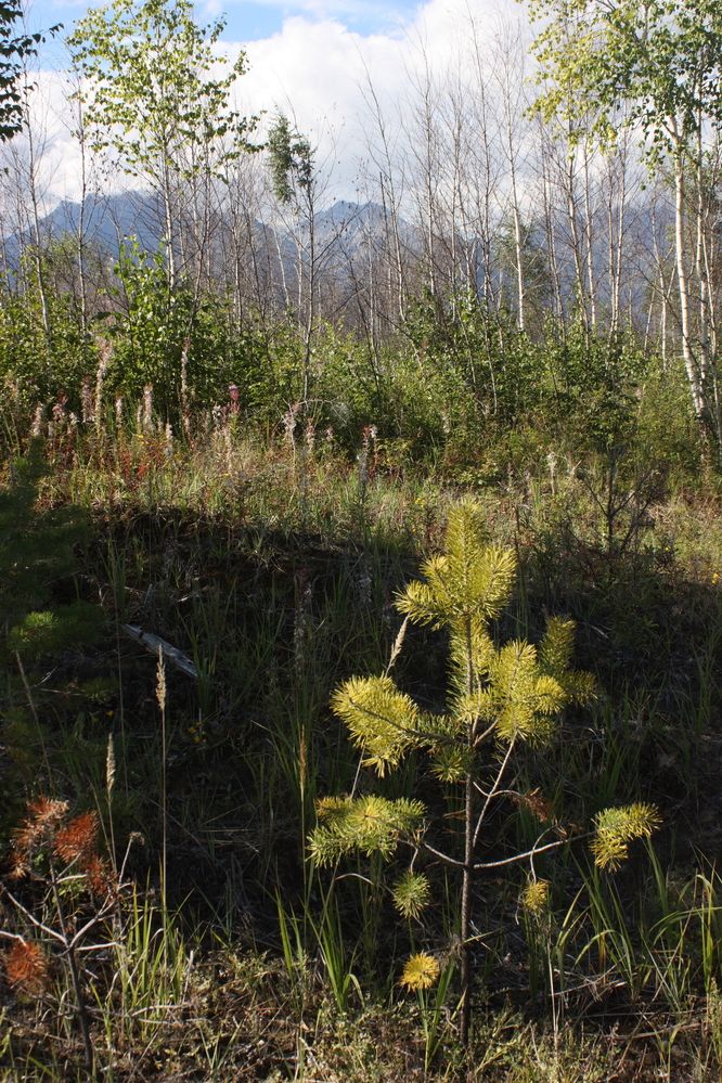 Photograph by Алексей Банных