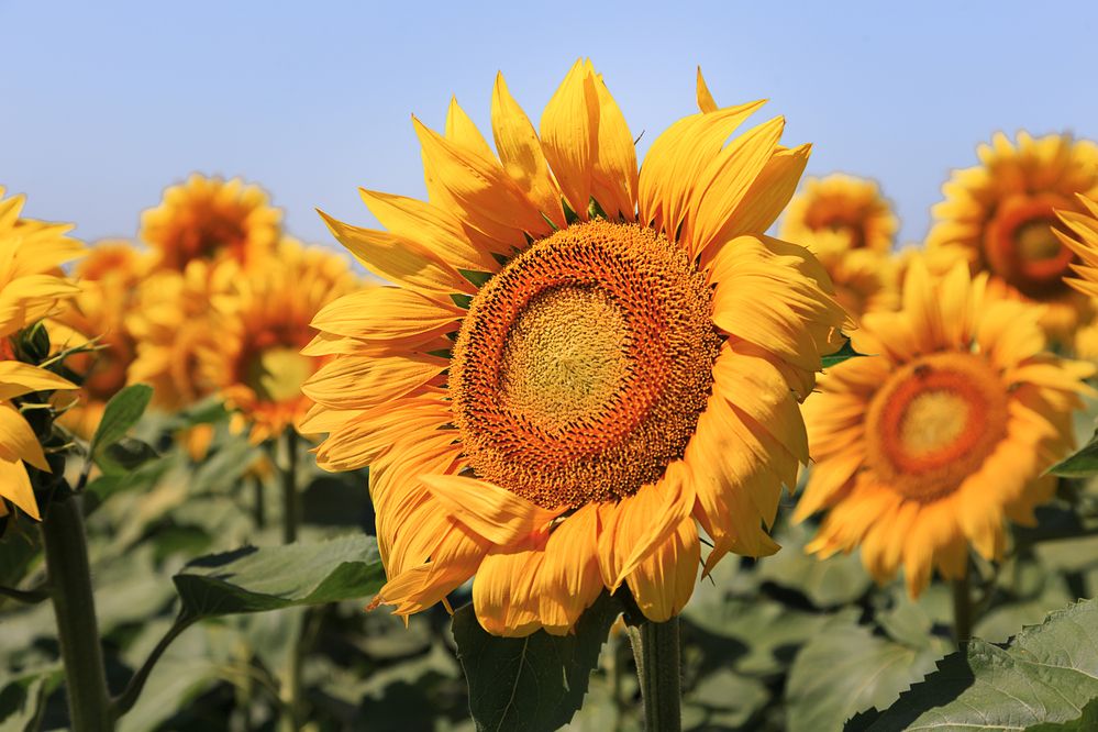 Photograph by виктор ковчин