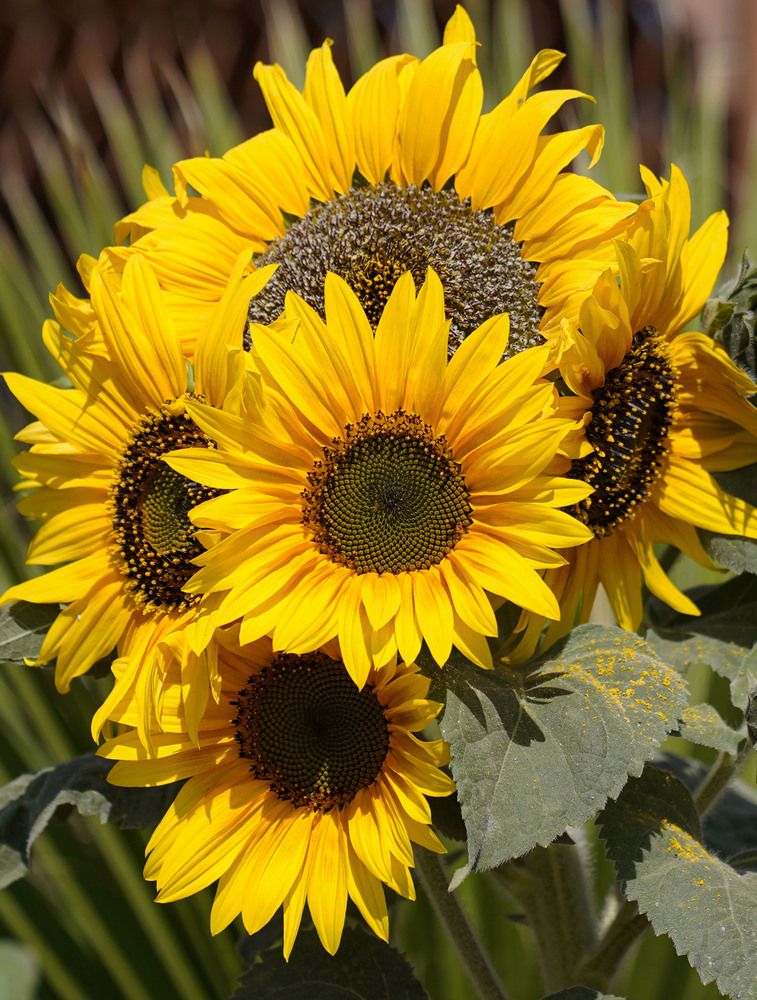 Photograph by Raed Victor Saad