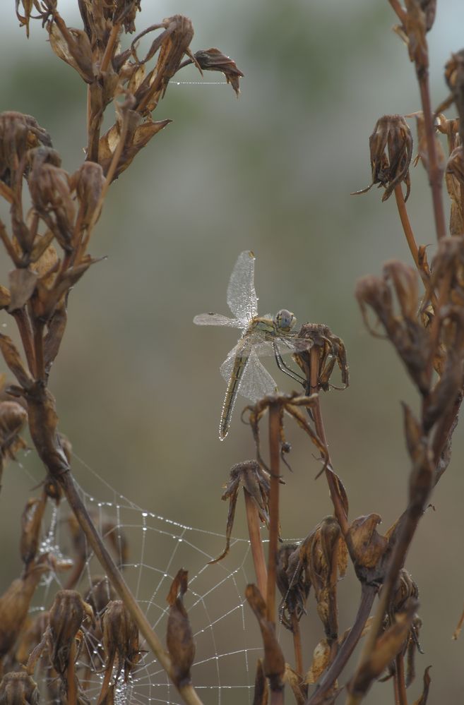 Photograph by Анна Орехова