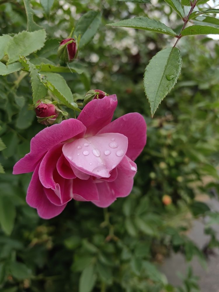 Photograph by Veranika Siratsinina