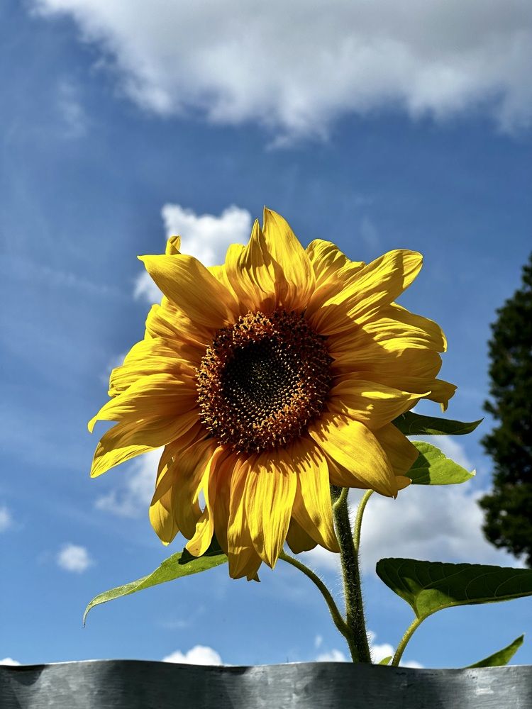 Photograph by Елена Брижеватая