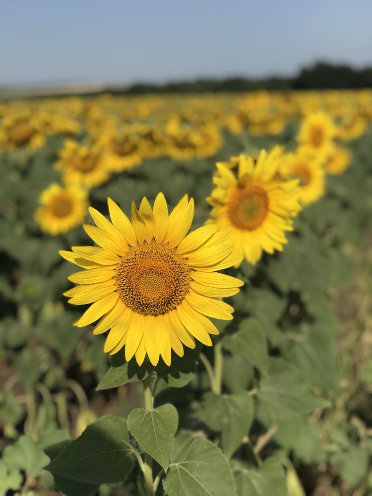 Photograph by Елена Брижеватая