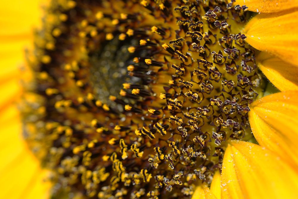 Photograph by Raed Victor Saad