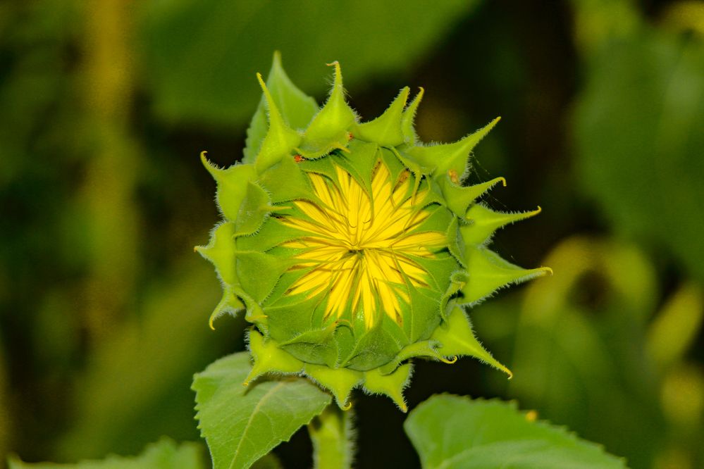 Photograph by Ирина Шибитова