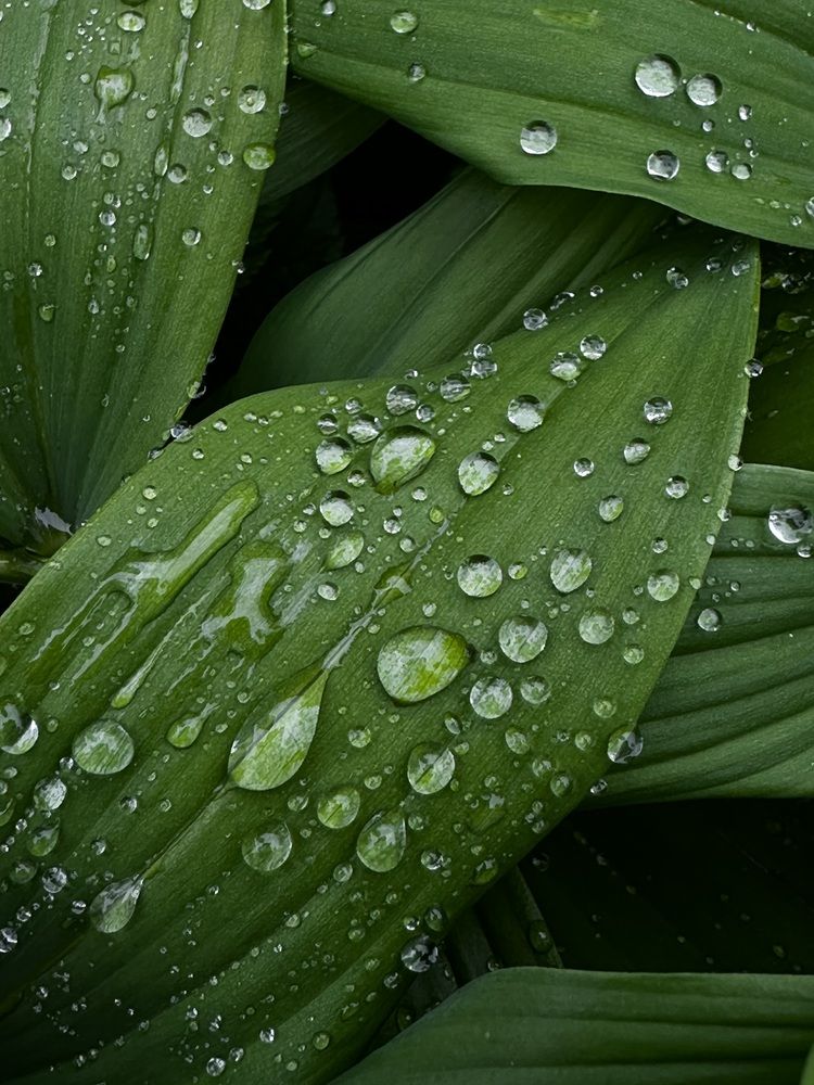 Photograph by Елена Брижеватая