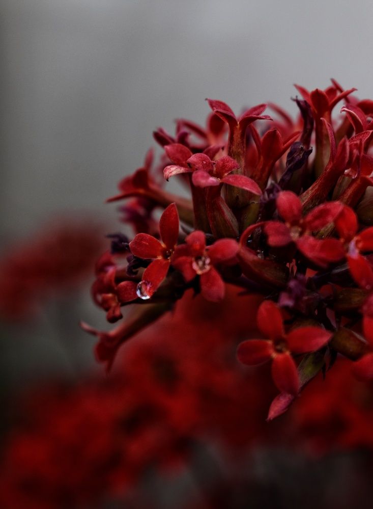 Photograph by zahra salardini