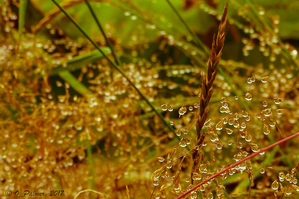 Photograph by Ольга Логарева