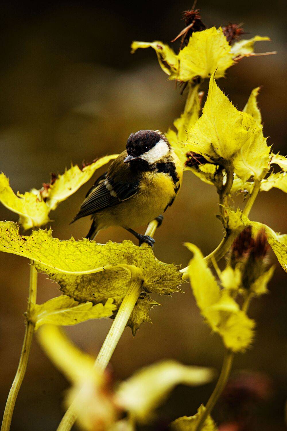 Фотография #12594063