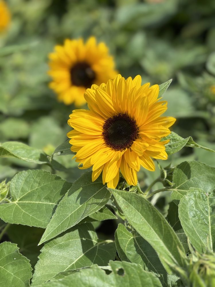 Photograph by Halina Mitsevich