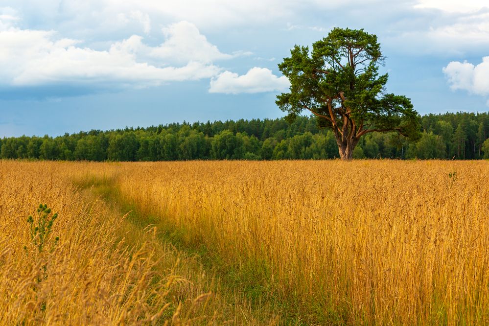 Полевая дорога