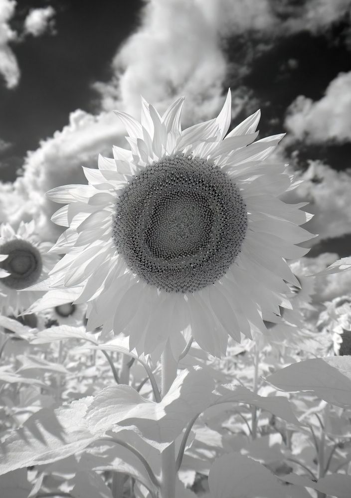 Photograph by Андрей Шайкин