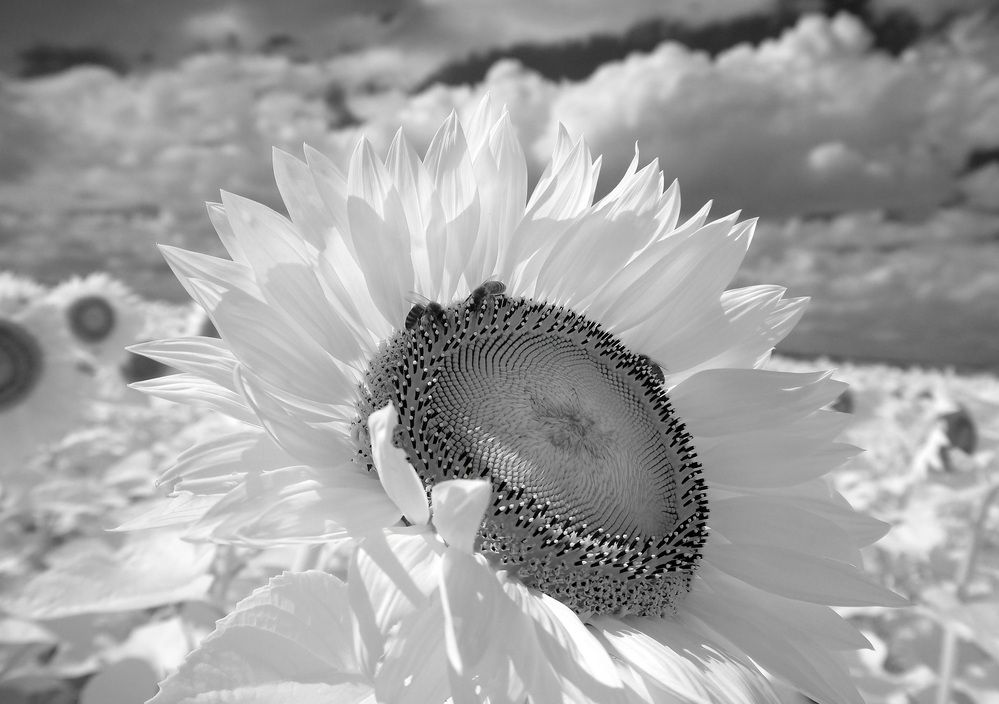 Photograph by Андрей Шайкин