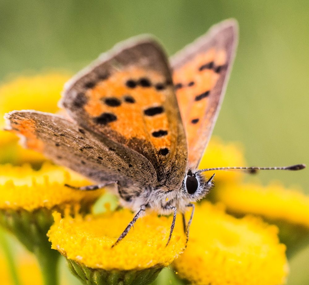Фотография автора Aliaksandr Shautsou