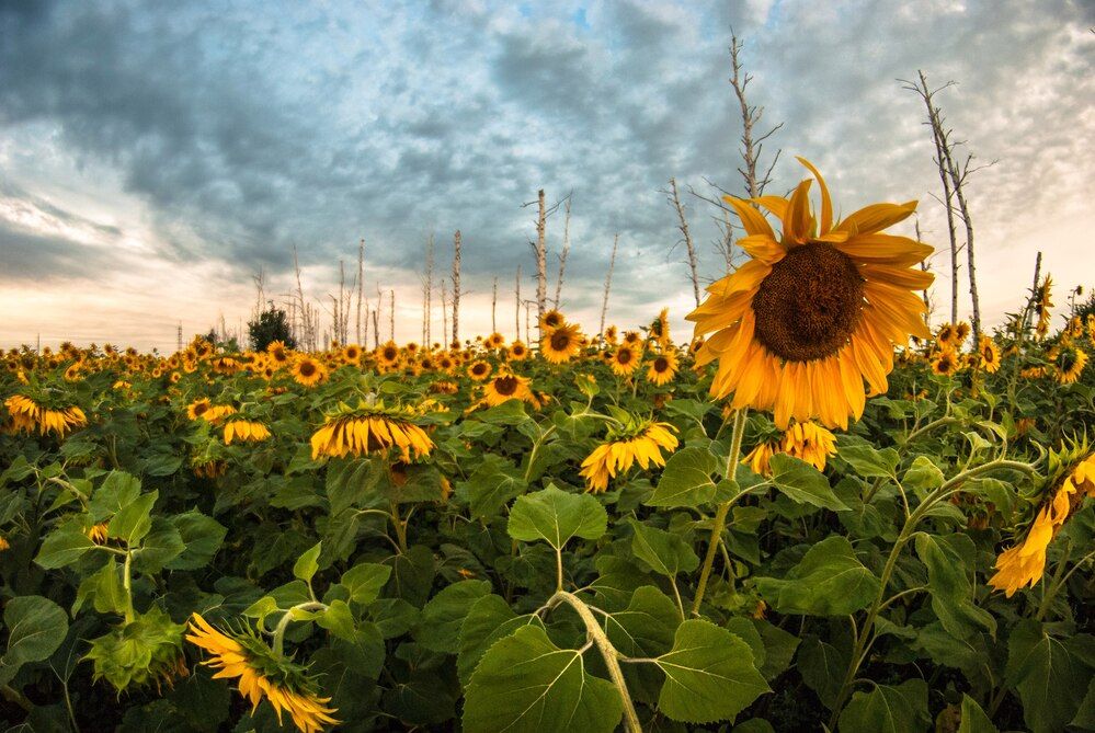 Фотография автора Алексей Самойлов