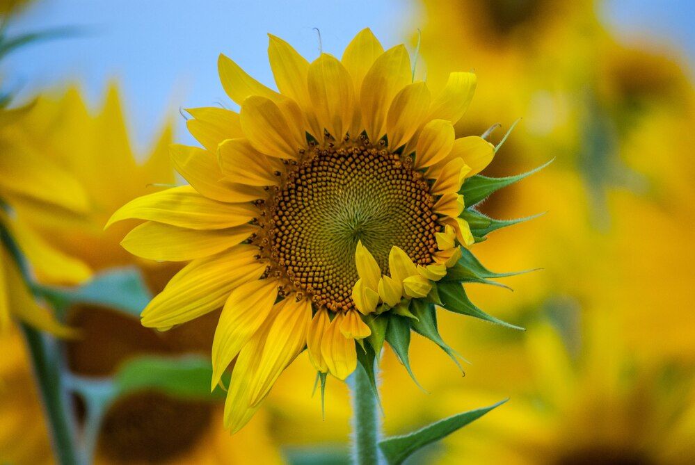 Фотография автора Алексей Самойлов