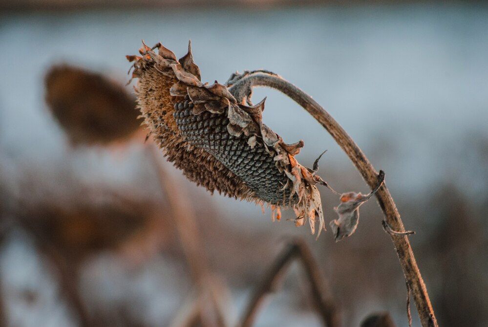 Фотография автора Алексей Самойлов