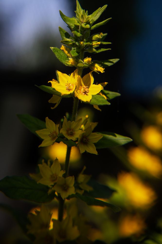 Photograph by Ирина Стоянкова