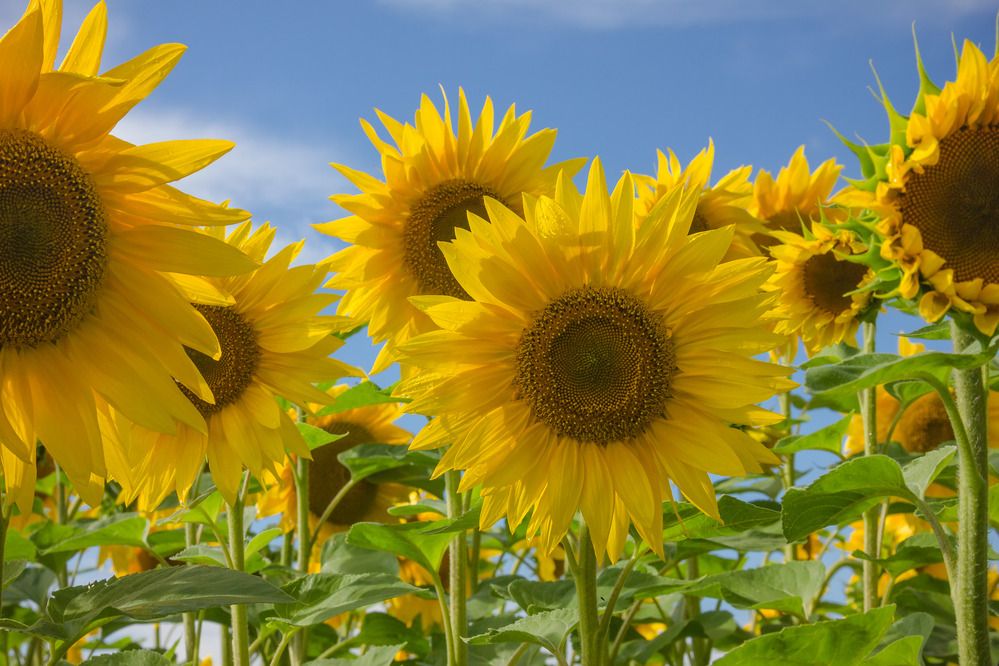 Photograph by Елена Абрамова