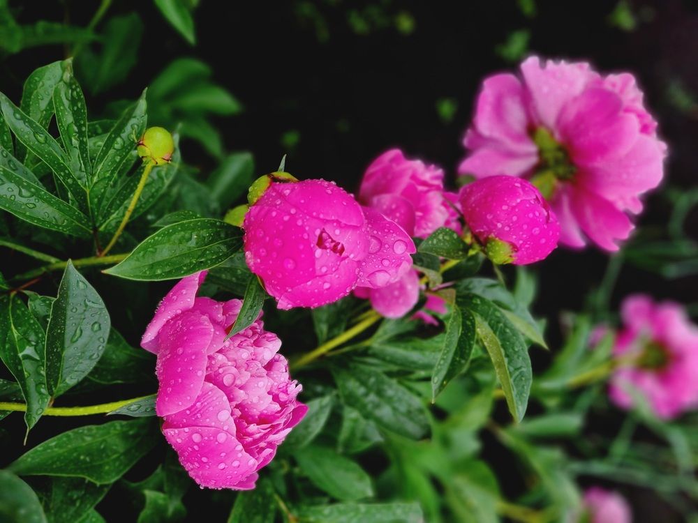 Фотография автора Наталья Агапова