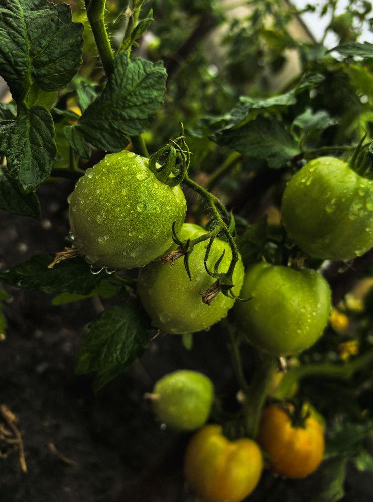 Фотография автора Наталья Агапова