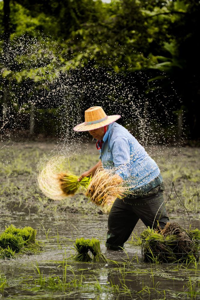 The Rhythm of the Rice Field