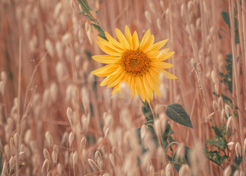 Photograph by Тамара Вотинцева