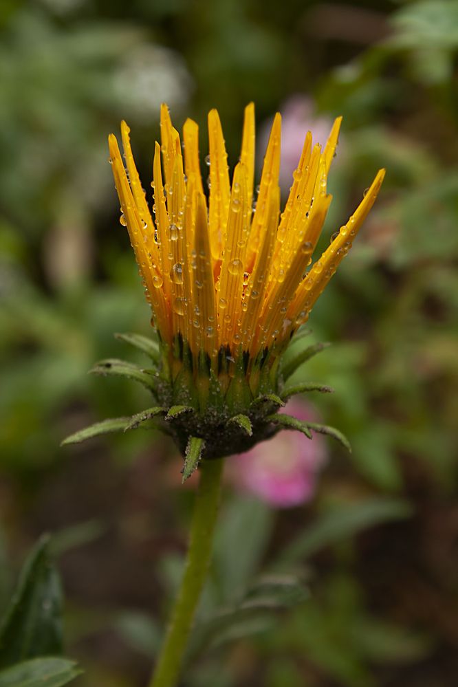 Photograph by Татьяна Дрозд