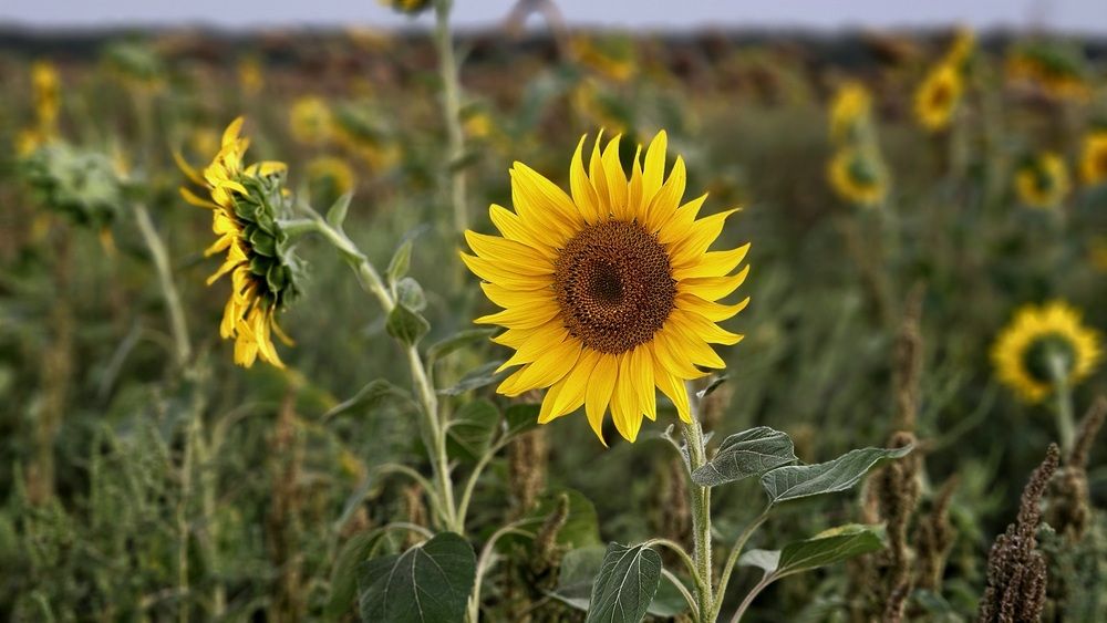 Photograph by Сергей Кравченко