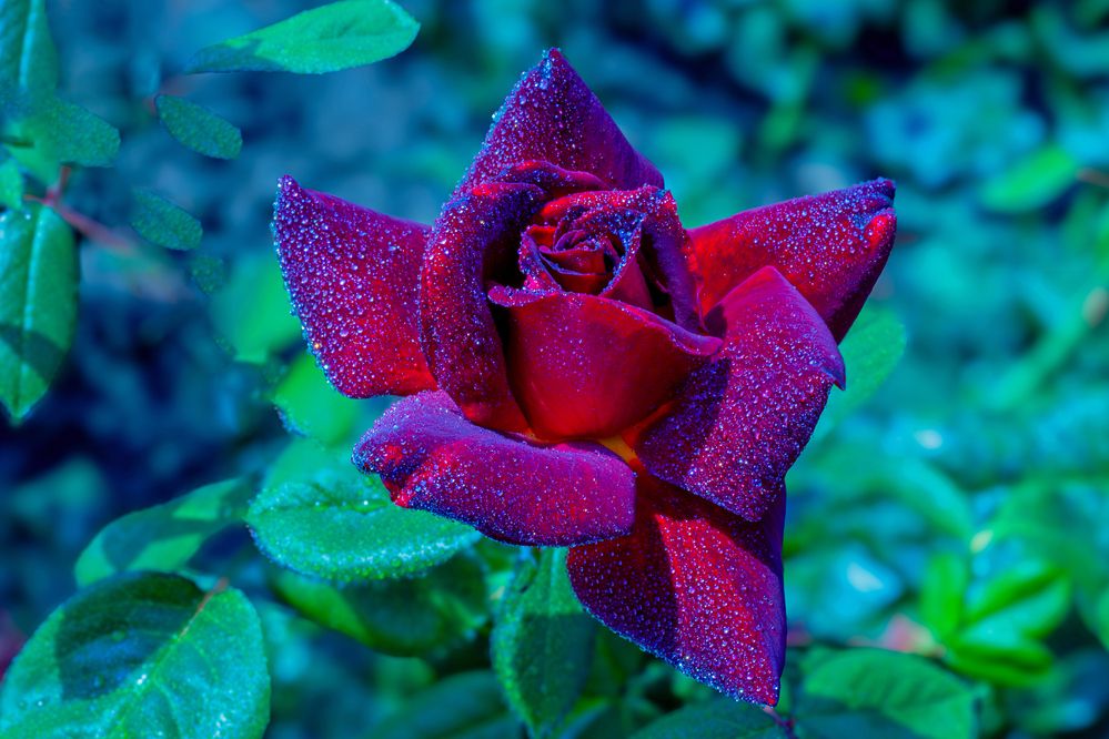 Photograph by Александр Лукьяненко