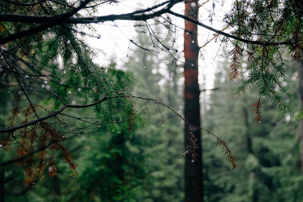 Photograph by Татьяна Гурьянова