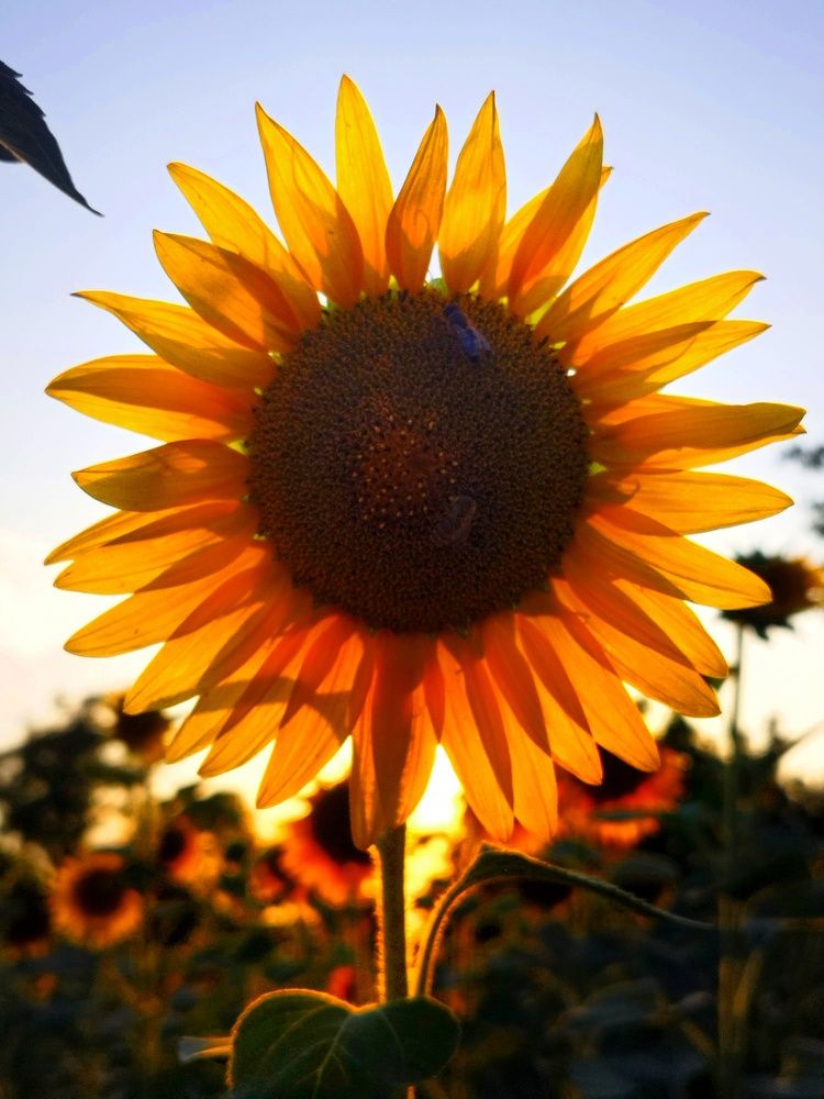 Фотография автора JELENA VASIC