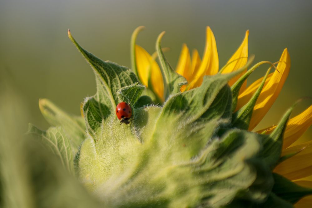 Photograph by Галина Григорьева