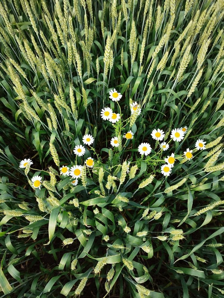 Фотография автора JELENA VASIC