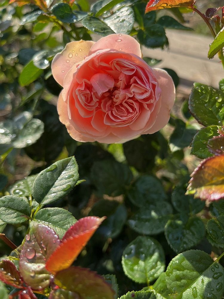 Photograph by Анатолий Протасов